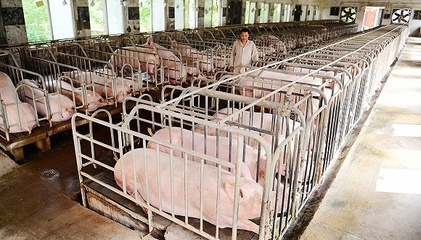 政策利好集中释放，生猪养殖或迎业绩井喷