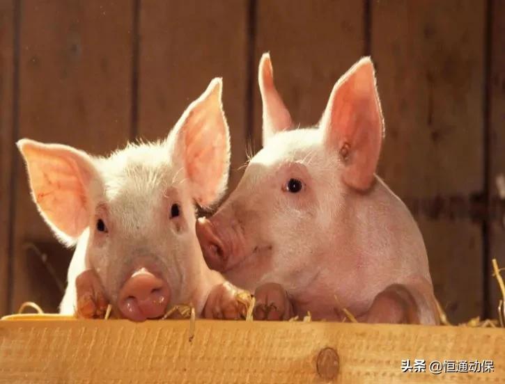 生猪养殖中育肥猪急性败血性链球菌病的综合诊治策略