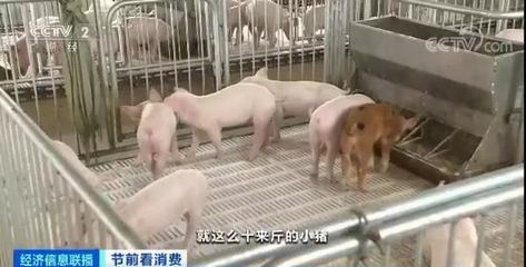 稳了!15万吨冻猪肉已“发货”，还有一大拨在路上!这个春节，大口吃肉