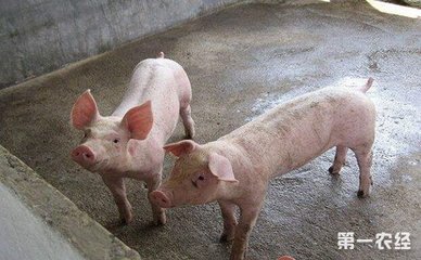 2018年生猪养殖成本与利润分析及计算方法