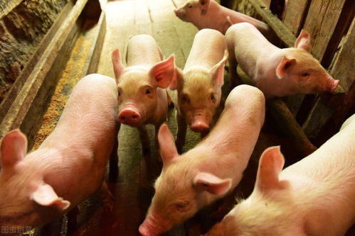 生猪大量上市，猪肉自由何时回归？养殖产业的现状与未来