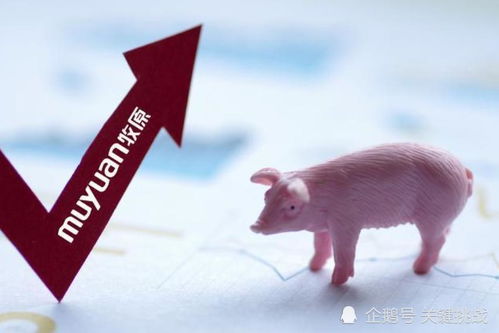 南阳大宗农产品 生猪养殖的牛熊周期解析与应对策略