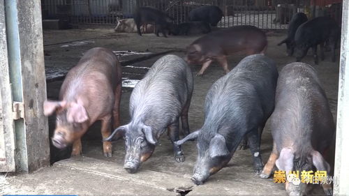 胡安学 从养猪到引领标准化，一位民营企业家的产业升级之路